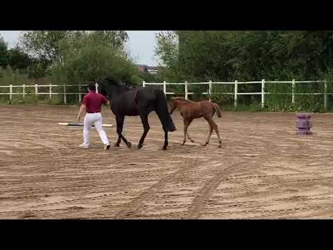 Nachwuchs 2019 - Stutfohlen v. Quiwi Dream, a.d. Felia, v. Leovisto, Sandro, Capitano, Ritter