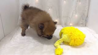 ポメラニアンの動画01