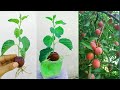 how to grow plum tree from seed, how to grow aloo Bukhara,Plant plum trees in the garden from seeds