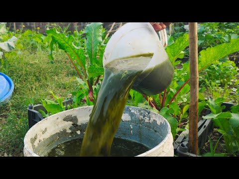 Stop Throwing Away Vegetable Scraps! Turn Them into Powerful Fertilizer!