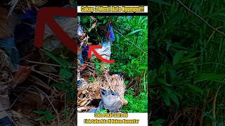 Download lagu Suara Pikat Ciblek Tebu/Ciblek Meong Paling Amuh‼️ mp3 Download lagu Suara Pikat Ciblek Tebu/Ciblek Meong Paling Amuh‼️ mp3