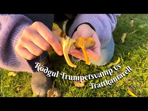 Rödgul Trumpetsvamp vs. Trattkantarell