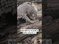 કીડી ખાઉ પ્રાણી નહિ જોયું હોય This Ant Eating Animal