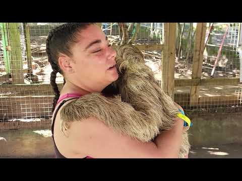 Такой милый ленивец!