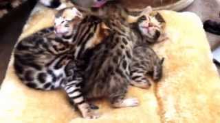 Hoops' new kittens 06/05/14