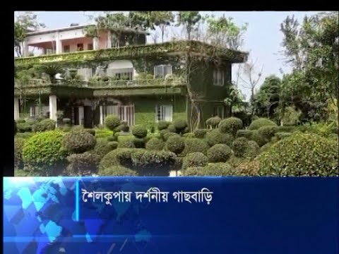 শৈলকুপায় দর্শনীয় গাছবাড়ি