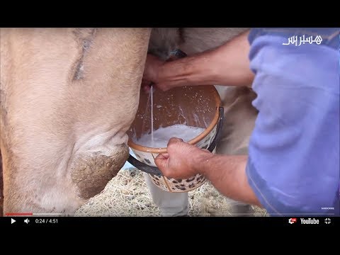 "حليب الناقة".. كنز كبير بمنافع وفوائد عديدة ويقي من أمراض خبيثة