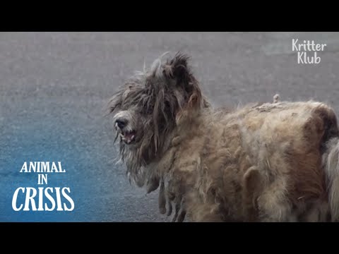 Wretched Looking Dog Has No Earthly Chance To Live On.. | Animal in Crisis EP222