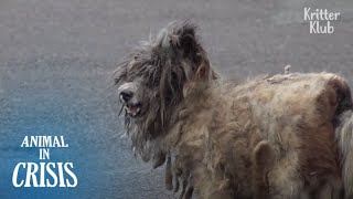 Wretched Looking Dog Has No Earthly Chance To Live On.. | Animal in Crisis EP222