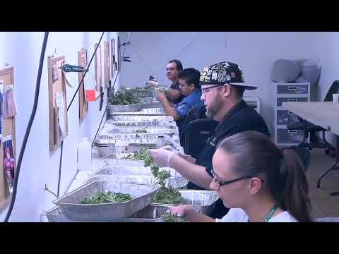 Marijuana Discussions