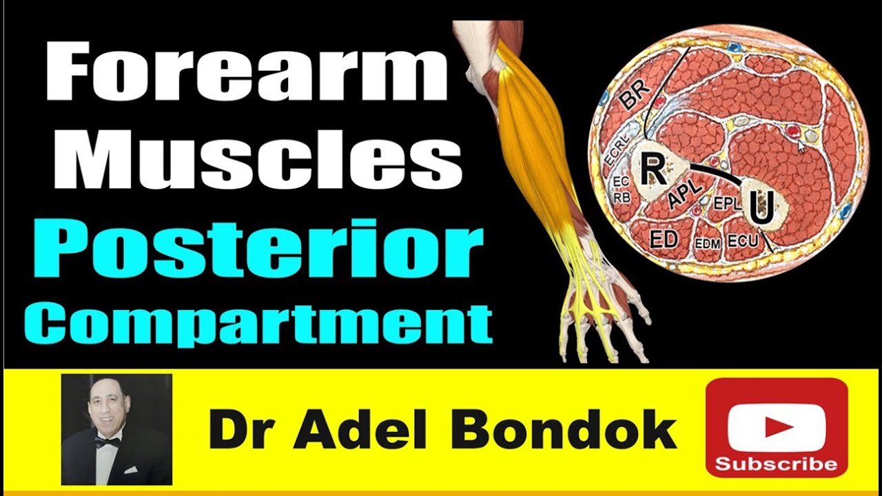 How do you Remember Every Muscle in the Forearm, Posterior Compartment? Dr Adel Bondok