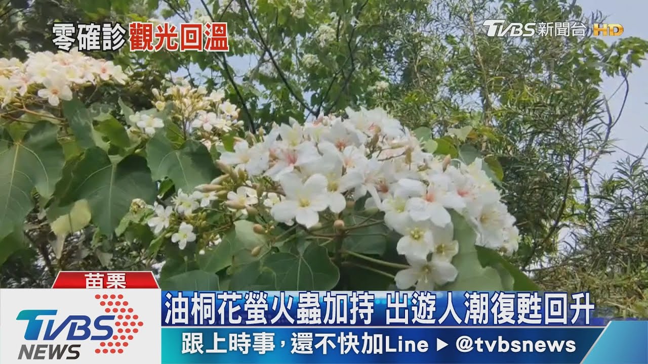 油桐花螢火蟲加持 出遊人潮復甦回升