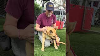 Video preview image #1 Shepradors Puppy For Sale in Pasadena, CA, USA