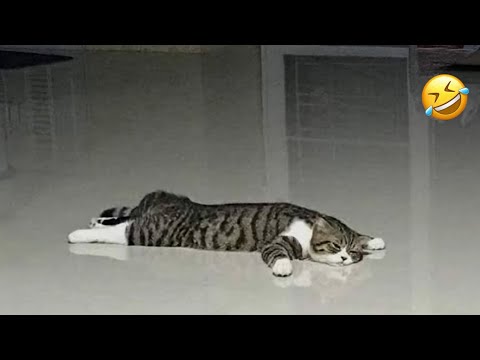 Cats Being Crazy! 😹 Funny Cat videos 2025 