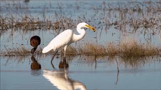 preview picture of video 'Egret on the hunt'