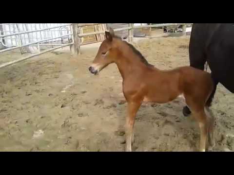 Hannoveraner Stutfohlen v. Baron a.d. Duchesse v. Dressage Royal