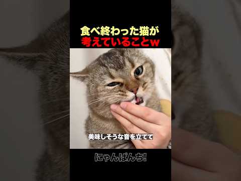 おやつの後に考え込む猫ｗ