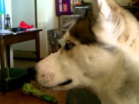 Rawry likes Cesar Millan