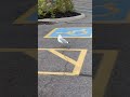 A Seagull On The Parking Lot