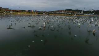 NL Video 94  Icy Lake Seagulls Music by Great Big Sea-Seagulls In Her Eyes