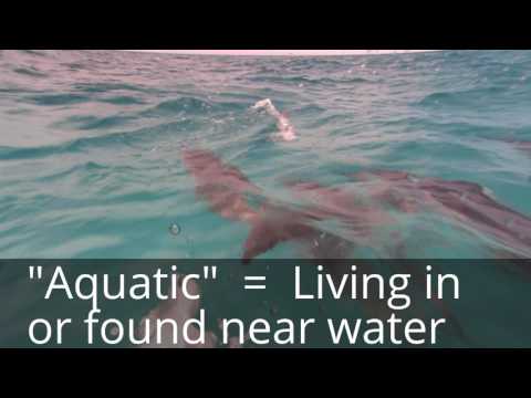 Vocabulary Prefixes 1 (ambi, anthropo, anti, aqua, aud, auto, bene, bio)