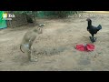 Funny Monkey Trying To Get His Cloths Anjali Dailouge
