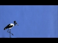 Michael Bocian "Alhambra" Solo Guitar, Stork On The Hudson