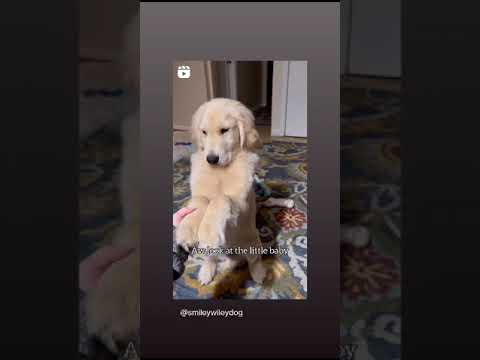 #dog #lovers | trending @prathimarc subscribe guys pls for more videos and support me pls 🙏
