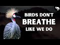 Birds Don't Have Lungs Like We Do - They Have Something WAY Better!