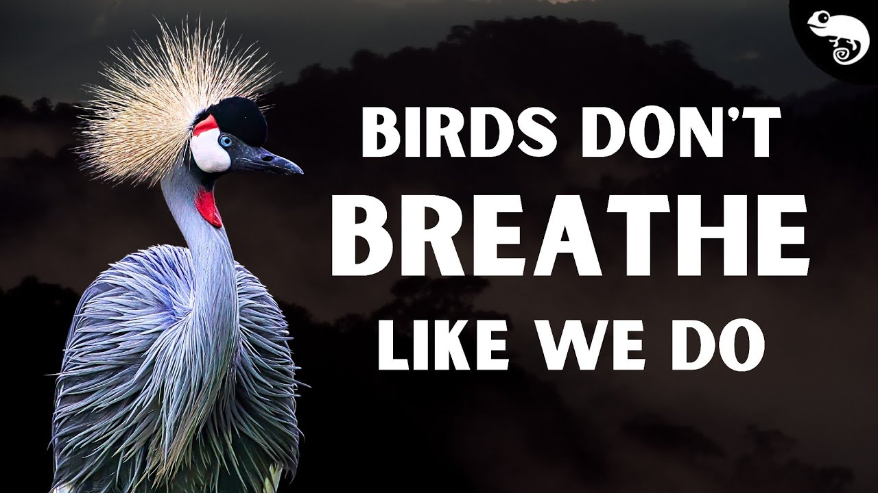 Birds Don't Have Lungs Like We Do - They Have Something WAY Better!
