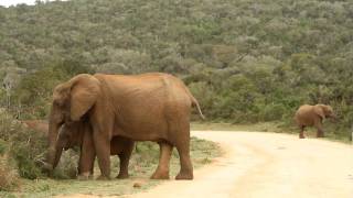 preview picture of video 'Addo Elephants Road Crossing (HD)'