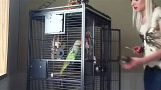 Download lagu Cage Training Alexandrine | 6th Session mp3