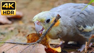 Download lagu The Forest Explorer: Curious Cockatiel Nibbling Leaves & Twigs 🍂 Gentle Walking & Chirping ASMR mp3