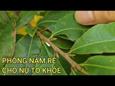 🔴 QBS23444 - TƯỚI RIDOMIL GOLD CHO CÂY MAI MIỀN BẮC PHÒNG NGỪA NẤM RỄ | THỜI ĐIỂM TẠO NỤ CHO CÂY MAI