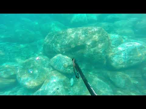 Pesca submarina Ilha da Madeira - Moreia