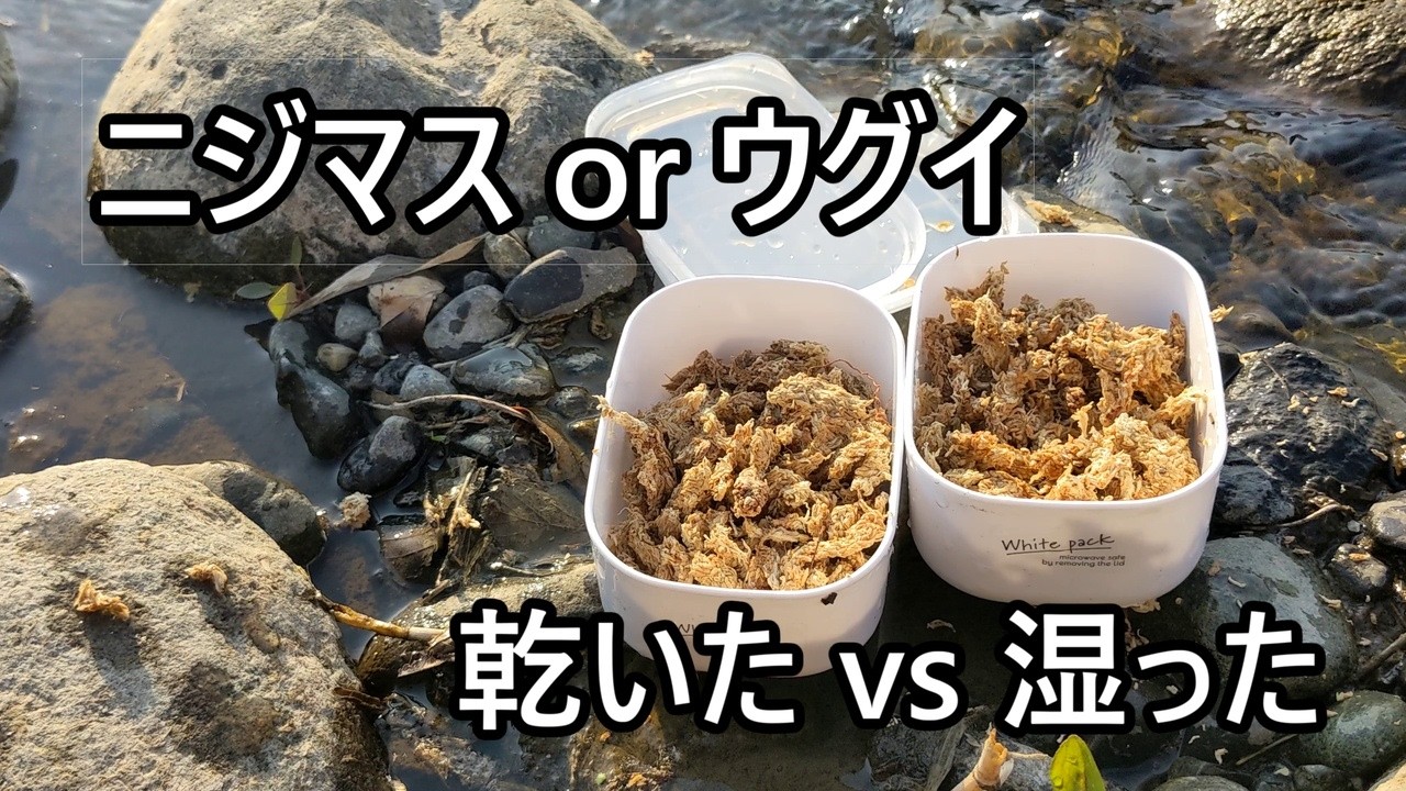 幻のニジマス？穴場で狙う！水苔編