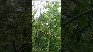 Download lagu burung jingjing batu yg turun mp3