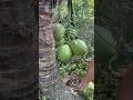 Young Coconut Fruit Shorts YouTube 1kcreator Fruit Rurallife