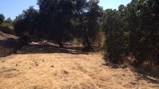 Goats (and their dog) grazing by the creek