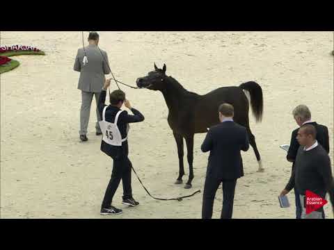 N 45 AURA O   Sharjah International 2019