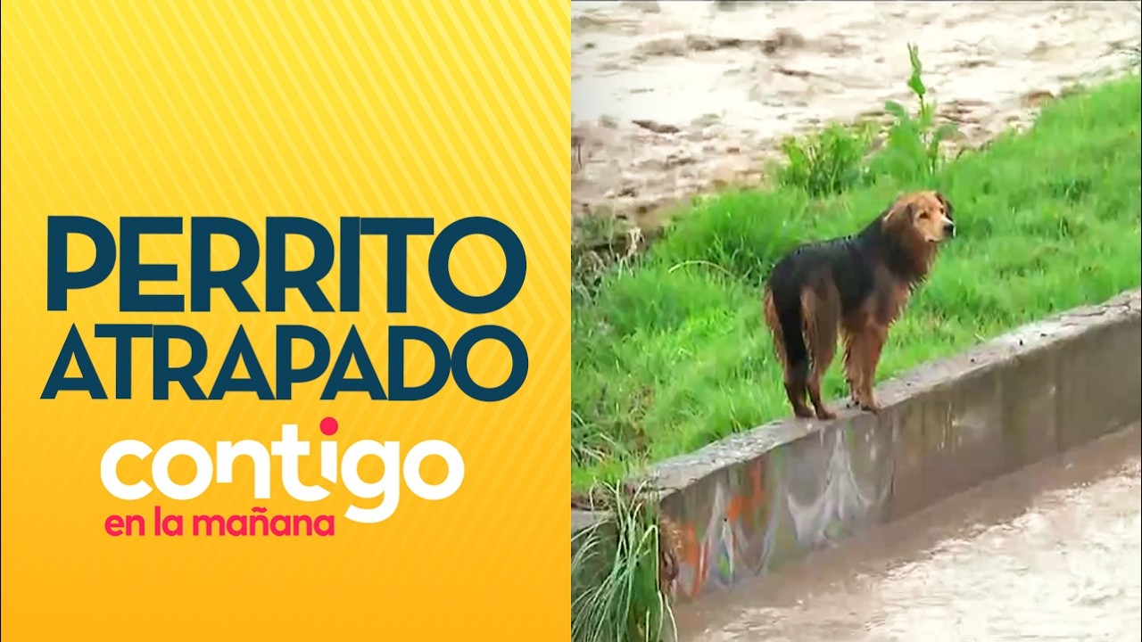 "POR CRECIDA DEL RÍO": El perrito "Morocho" quedó atrapado en el Río Mapocho - Contigo en la Mañana
