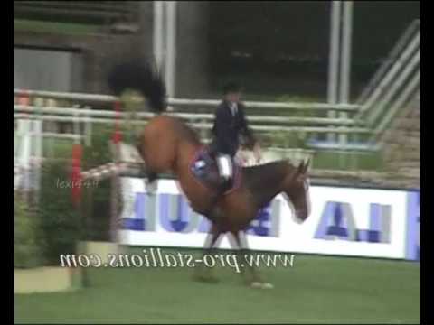 Horses ~ Rock this party