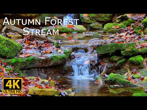 Relaxing Autumn Forest Stream Sounds | Soothing 4K Nature Video | Autumn Ambiance