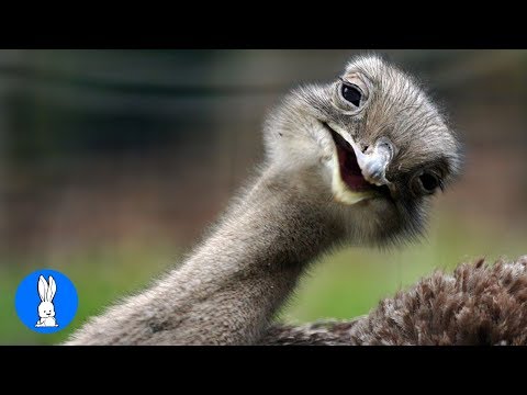 Attaques effrontées d'autruches - compilation la plus drôle
