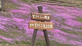 preview picture of video '2014 滝上芝桜まつり 「北海道 滝上町」'