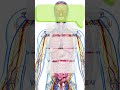 Guess Which Body Organ Quiz