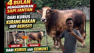 Download lagu EPS 16 | 4 Months of Fattening a Bull — From Skinny from Underfeeding to Plump!!! mp3