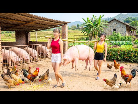 Harvesting Giant Pig 1000Kg, Use Truck Transport Giant Pig Go To Market Sell - Farm Life