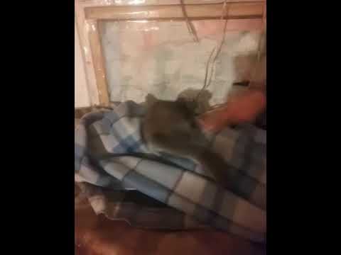 Frank underwater adventure