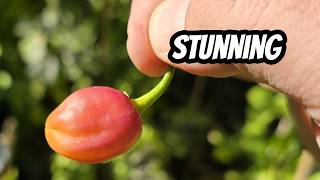 This Pepper is SEXY - But is it HOT?